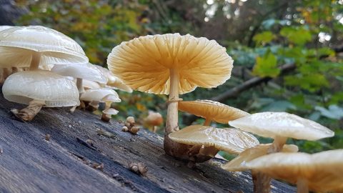 Natuurmomentje Ellen Koomen – hoe meer je over iets weet, des te meer je erover wil weten