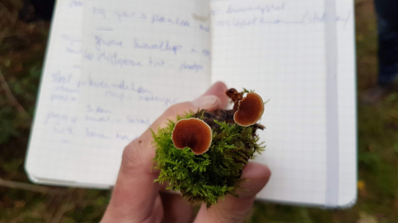 Zwammetje_Ellen_Koomen