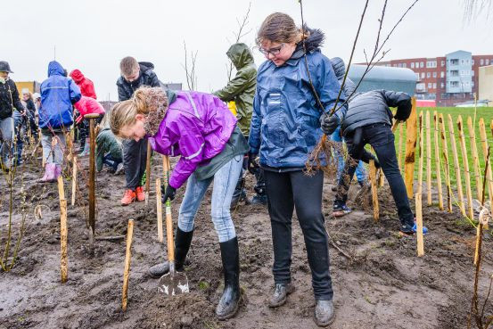 Tiny_Forrest_planten