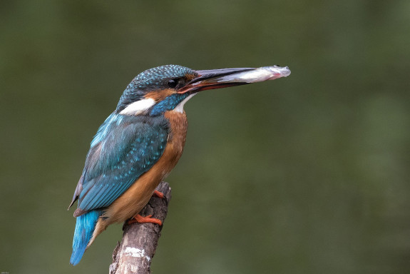 IJsvogel_Bertus_van_den_Brink