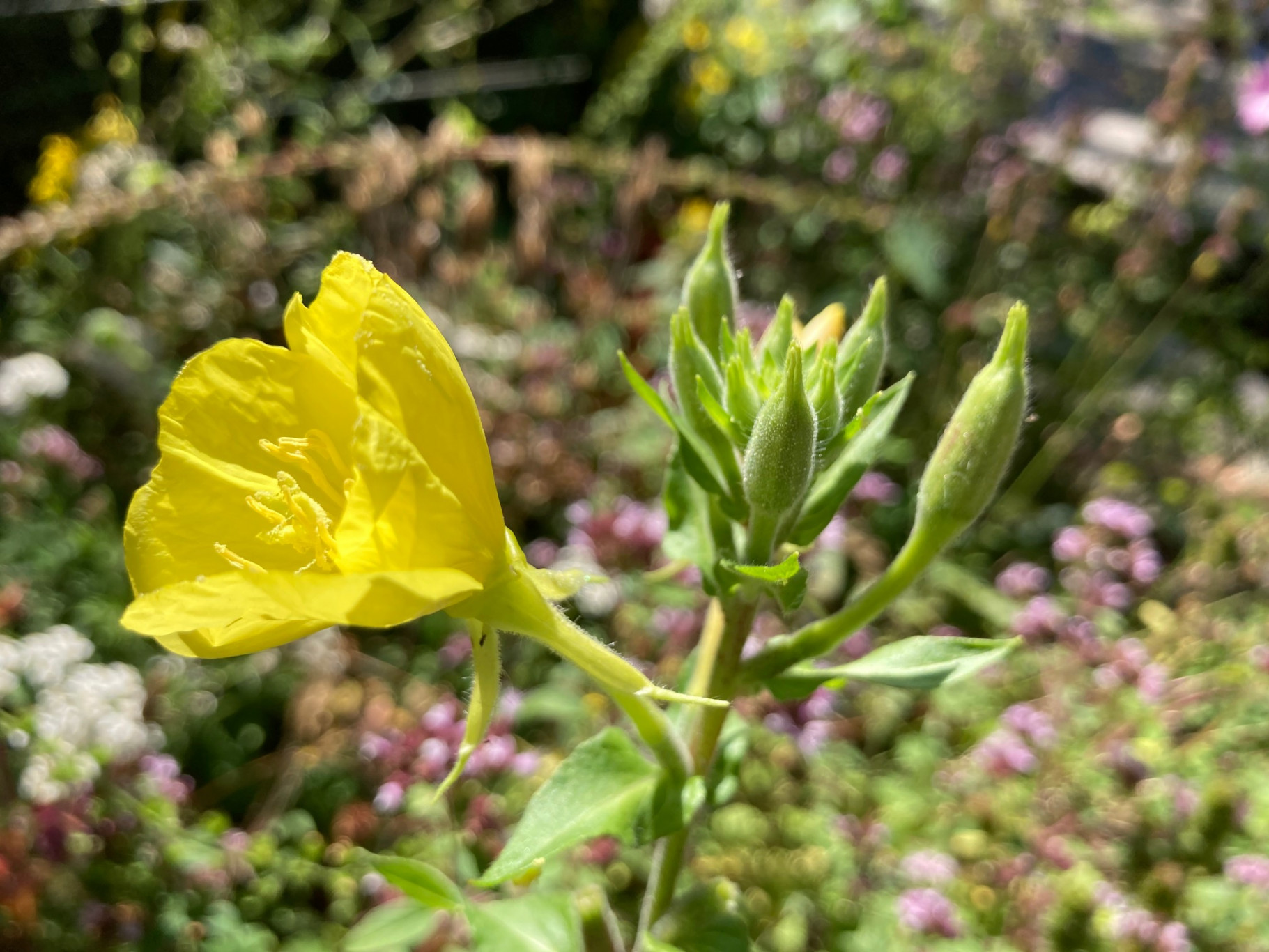 Natuurmomentje Annemiek Beckers – IVN Natuurgids Gooi eo