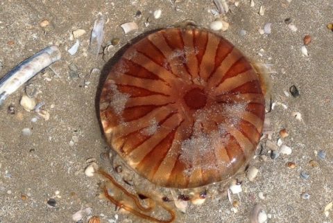 Natuurmomentje Lonneke – Natuur op het strand