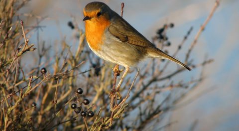 Natuurmomentje Bart van Kappel – IVN Natuurgids Waterland