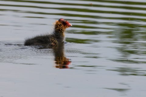 Natuurmomentje Ita – oudste natuurgids IVN Gooi eo