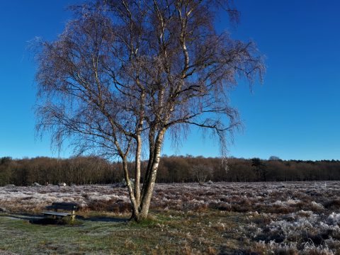 Natuurmomentje Tjepkje- Altijd in de natuur