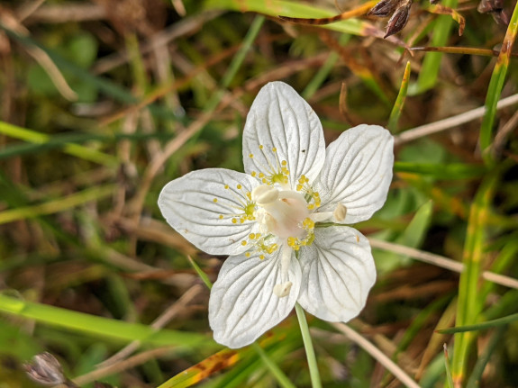 Parnassia_Ellen_Koomen