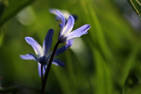 Natuurmomentje Ramona Falkenreck – IVN Amsterdam