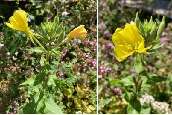 Teunisbloem_collage_natuurmomentje