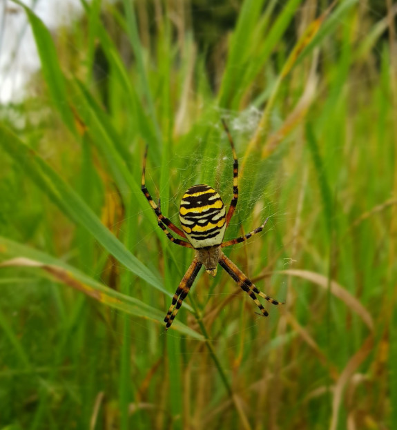 wespspin_Texel_2020