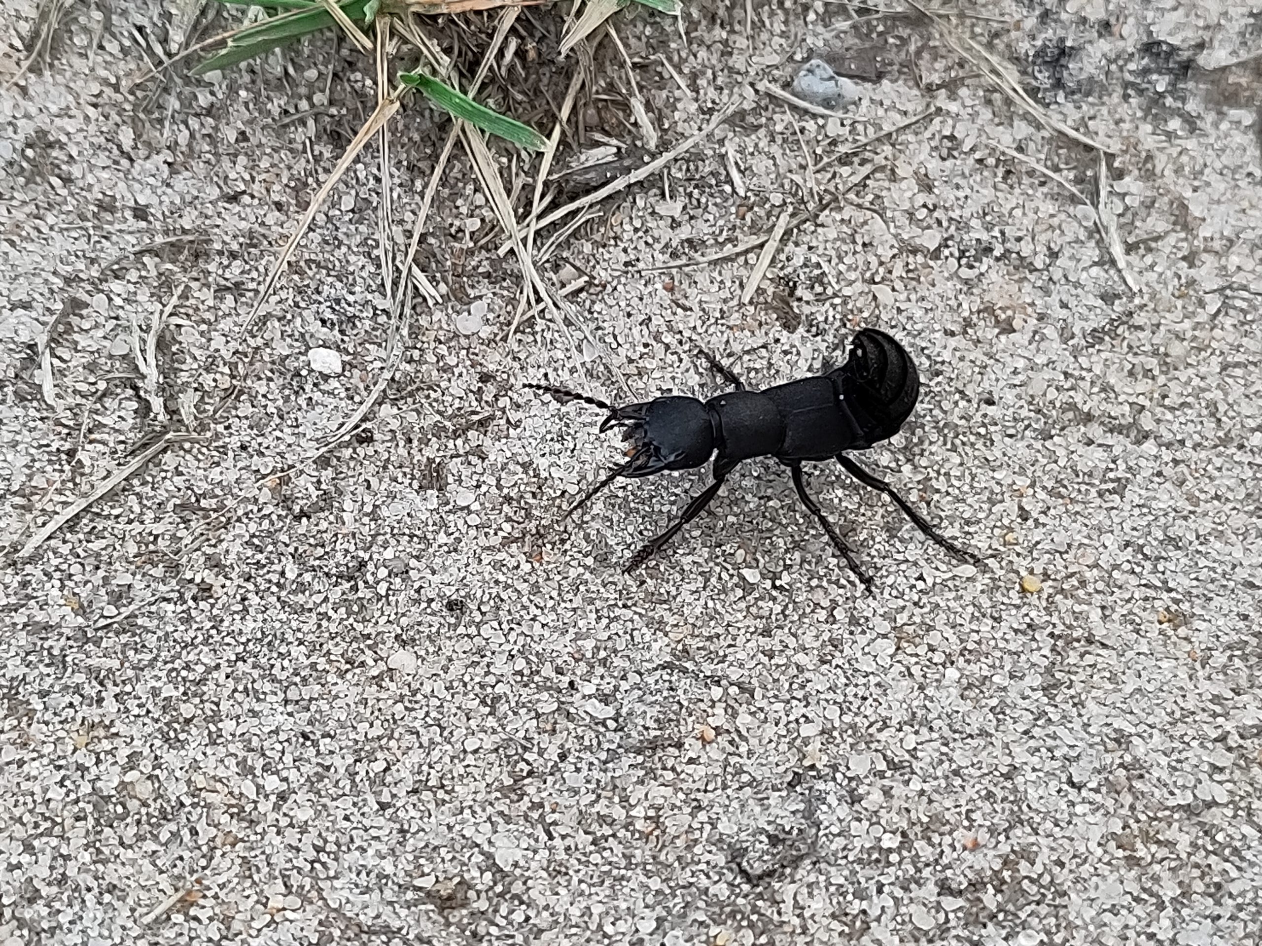Zwart insect op zandgrond met enkele grassprieten zichtbaar.