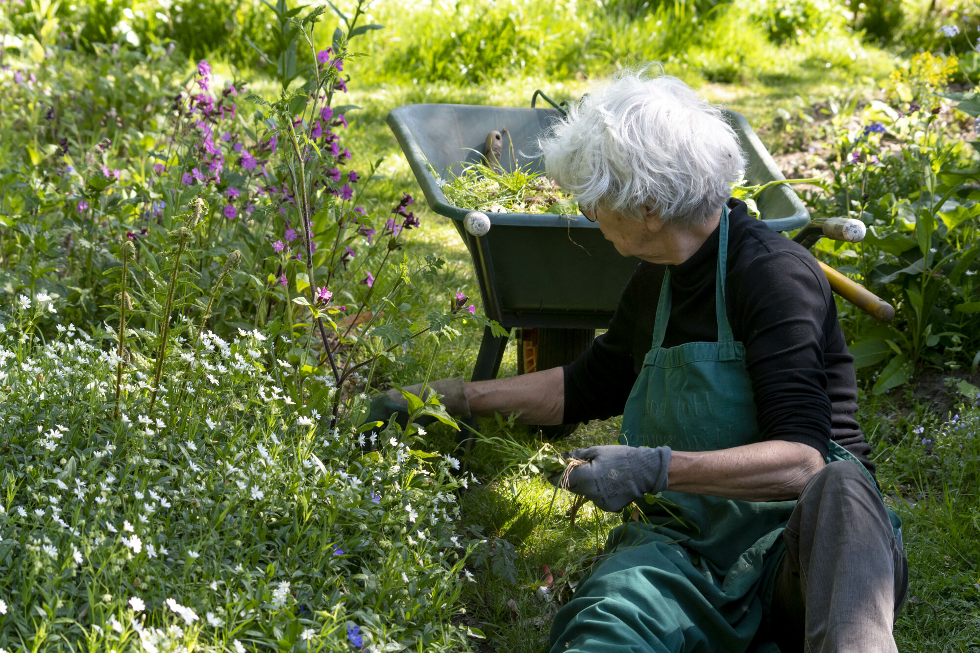Een oudere vrouw wieden in een bloemrijke tuin met een kruiwagen vol onkruid.