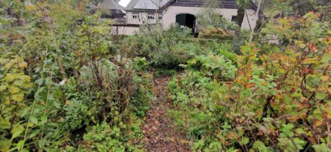 Tuinpad door dichte begroeiing naar een huis met openstaande deuren op de achtergrond.