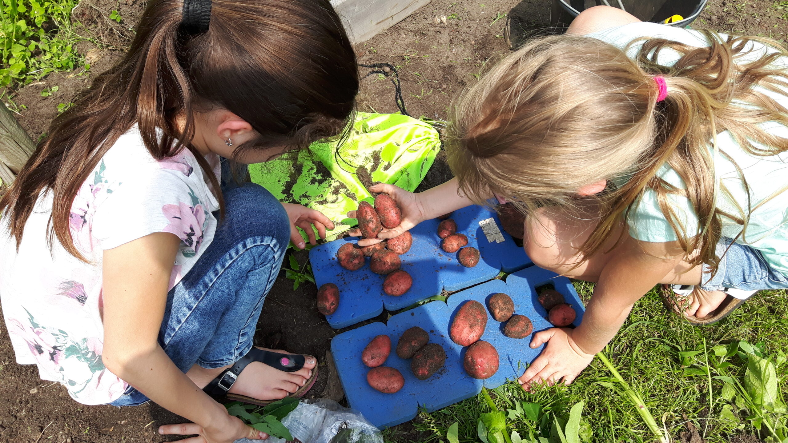 Twee kinderen verzamelen rode aardappelen op blauwe matten in een tuin.