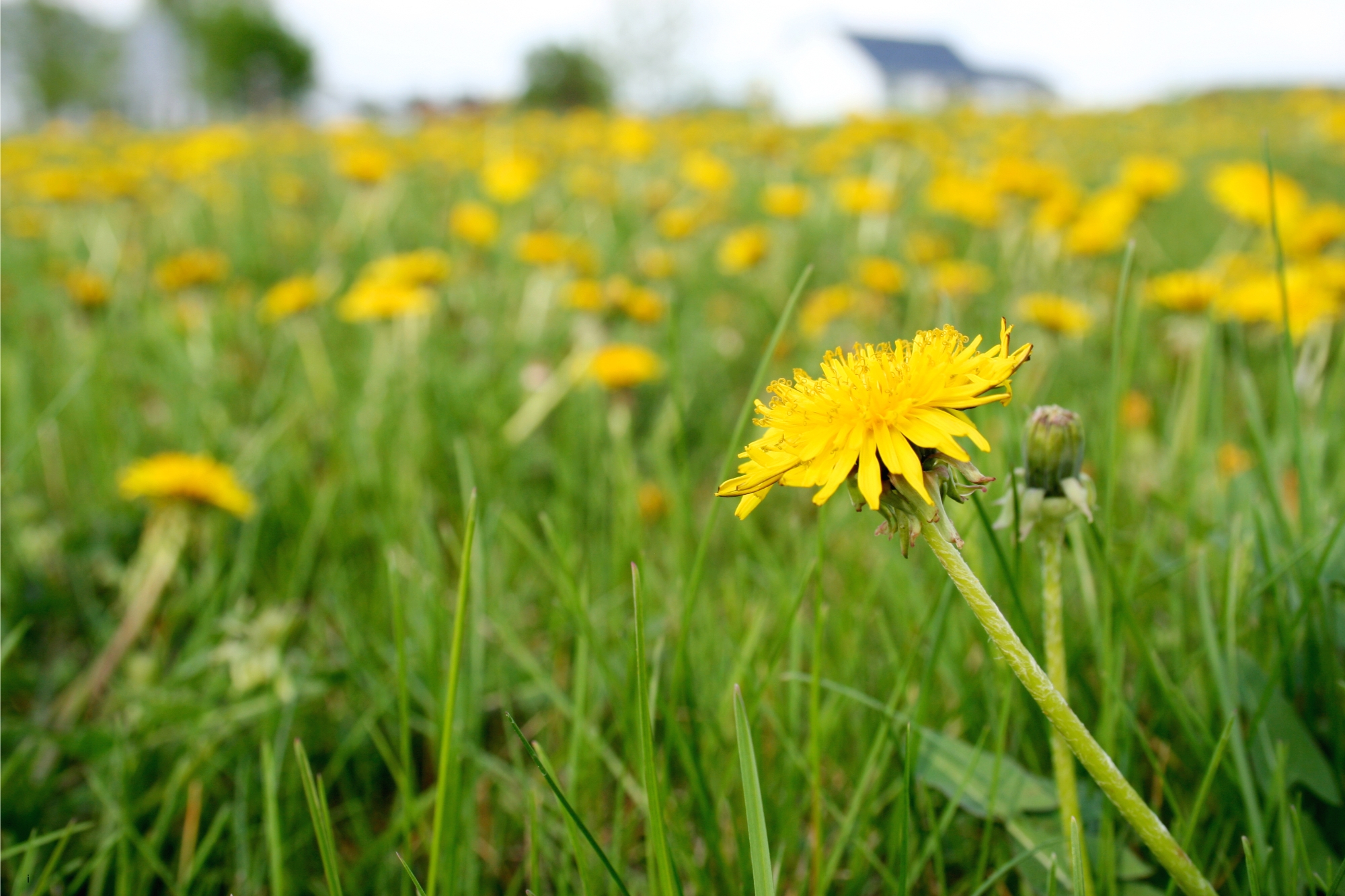 Gele paardenbloem in een groene weide vol met bloeiende paardenbloemen, achtergrond onscherp.