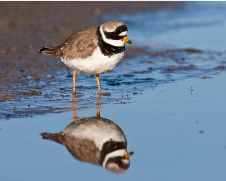 Vogel op modderige grond met weerspiegeling in water.