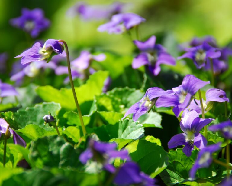 Paarse bloemen en groene bladeren in fel zonlicht.