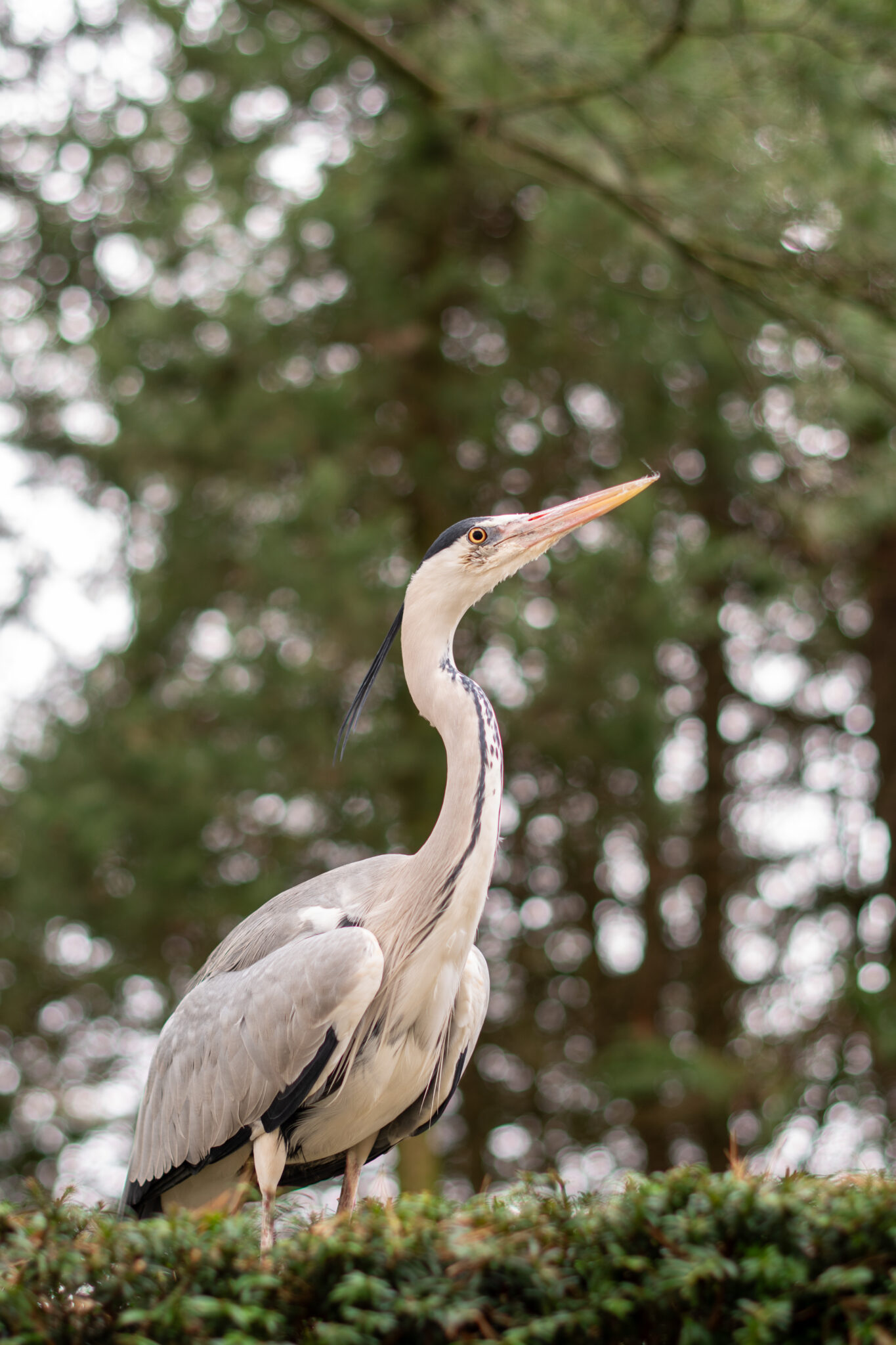 Reiger staat op groen bladerdak met wazige bomen op de achtergrond.