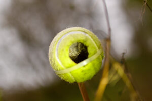 Tennisbal met een gat erin, opgehangen aan een tak met een elastiekje, subtiele achtergrond.