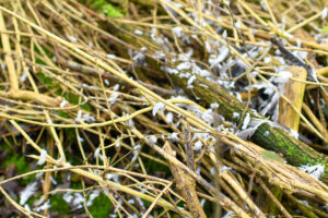 Stokken bedekt met witte ijshaarachtige schimmel in een dicht en vochtig bos.