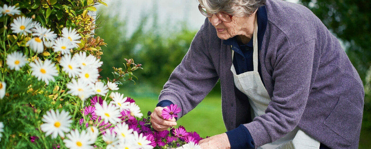Oudere vrouw verzorgt kleurrijke bloemen in een tuin.