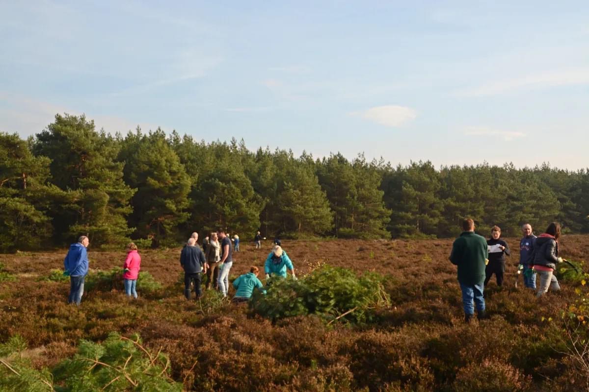 Groep mensen werkt samen op een heideveld, met een bos op de achtergrond.