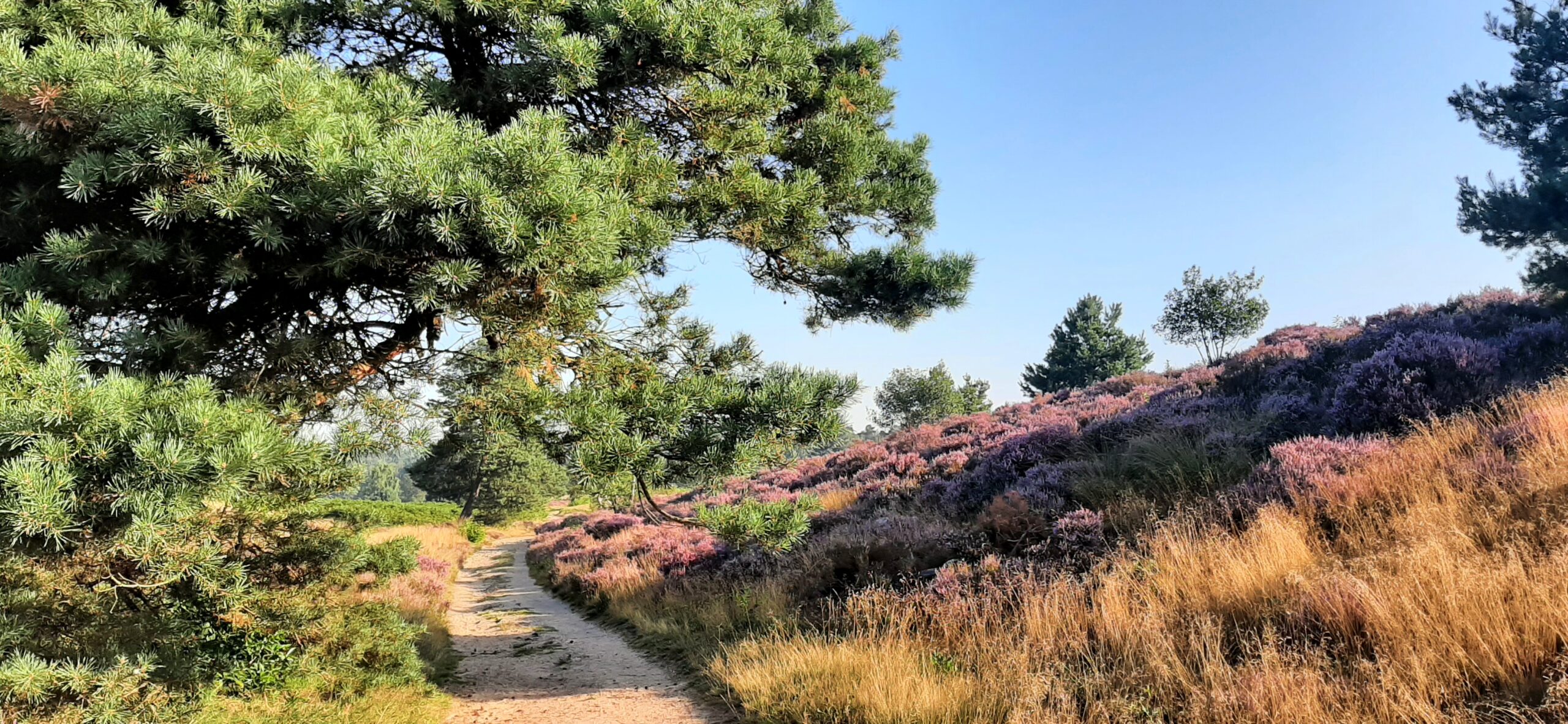 Zandpad door heide met paarse bloei en groene pijnbomen onder blauwe lucht.
