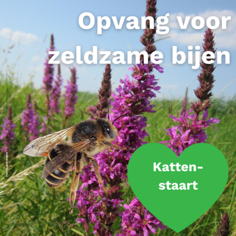 Bij op paarse bloemen, met tekst: "Opvang voor zeldzame bijen". Groene hartvorm met "Kattenstaart".