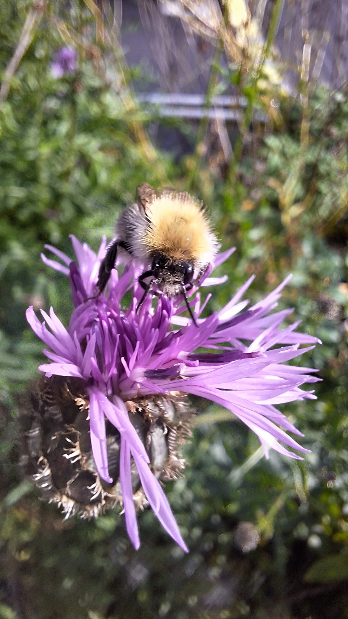 Bijen zitten op een paarse bloem, vervagen blaadjes in groene achtergrond.