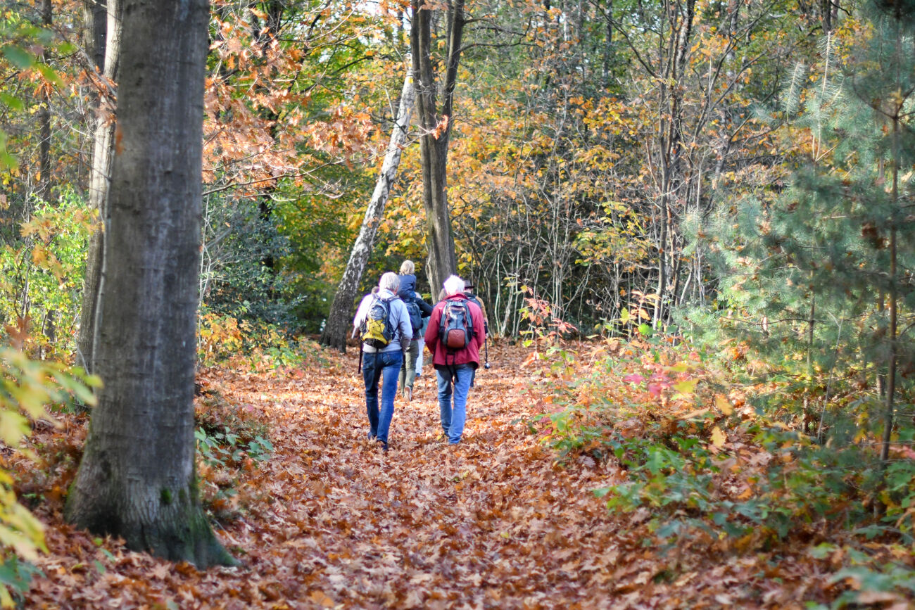 Drie mensen wandelen in een bos tijdens de herfst, omringd door kleurrijke bladeren.