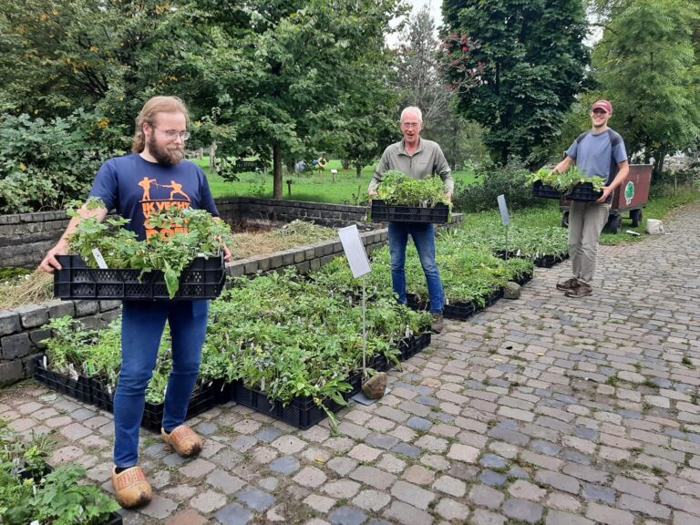 Drie mannen dragen kratten met plantjes op een geplaveid pad bij een tuin.