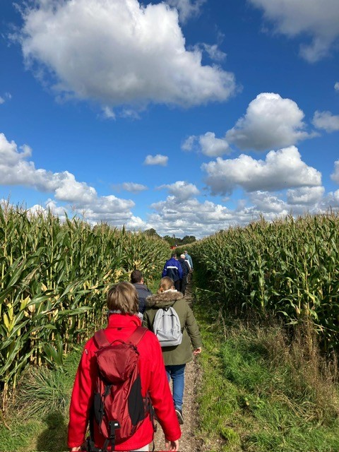 Mensen wandelen door een maïsveld onder een blauwe hemel met witte wolken.