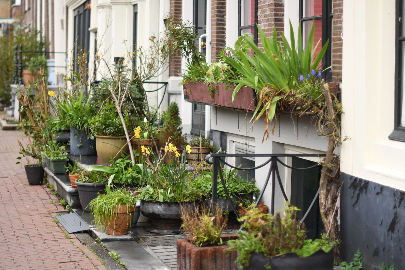 Voortuin met veel planten in potten naast een rij woningen langs een stoep.