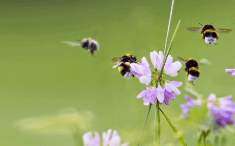 Bijen vliegen rond paarse bloemen tegen een groene achtergrond.