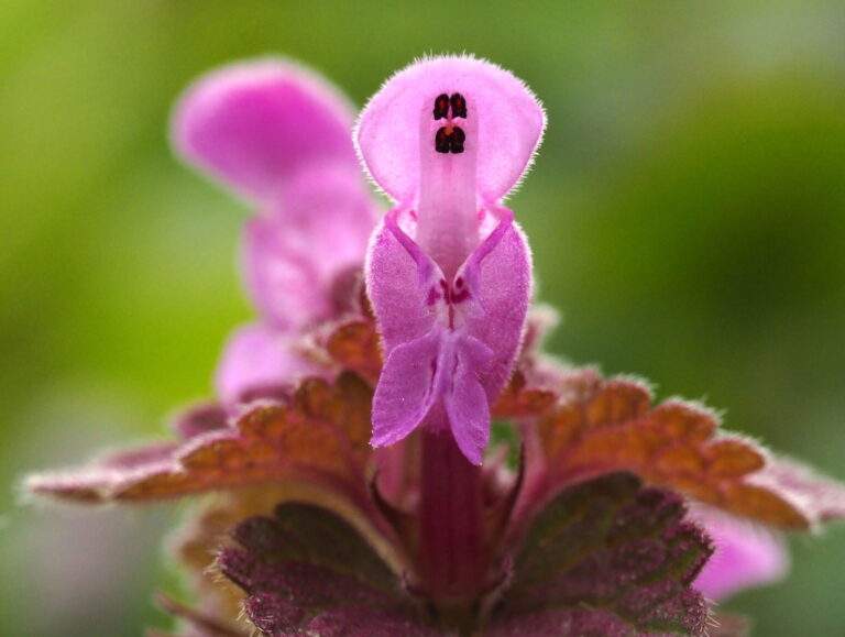 Paarse bloem close-up met harige bladeren tegen een vervaagde groene achtergrond.