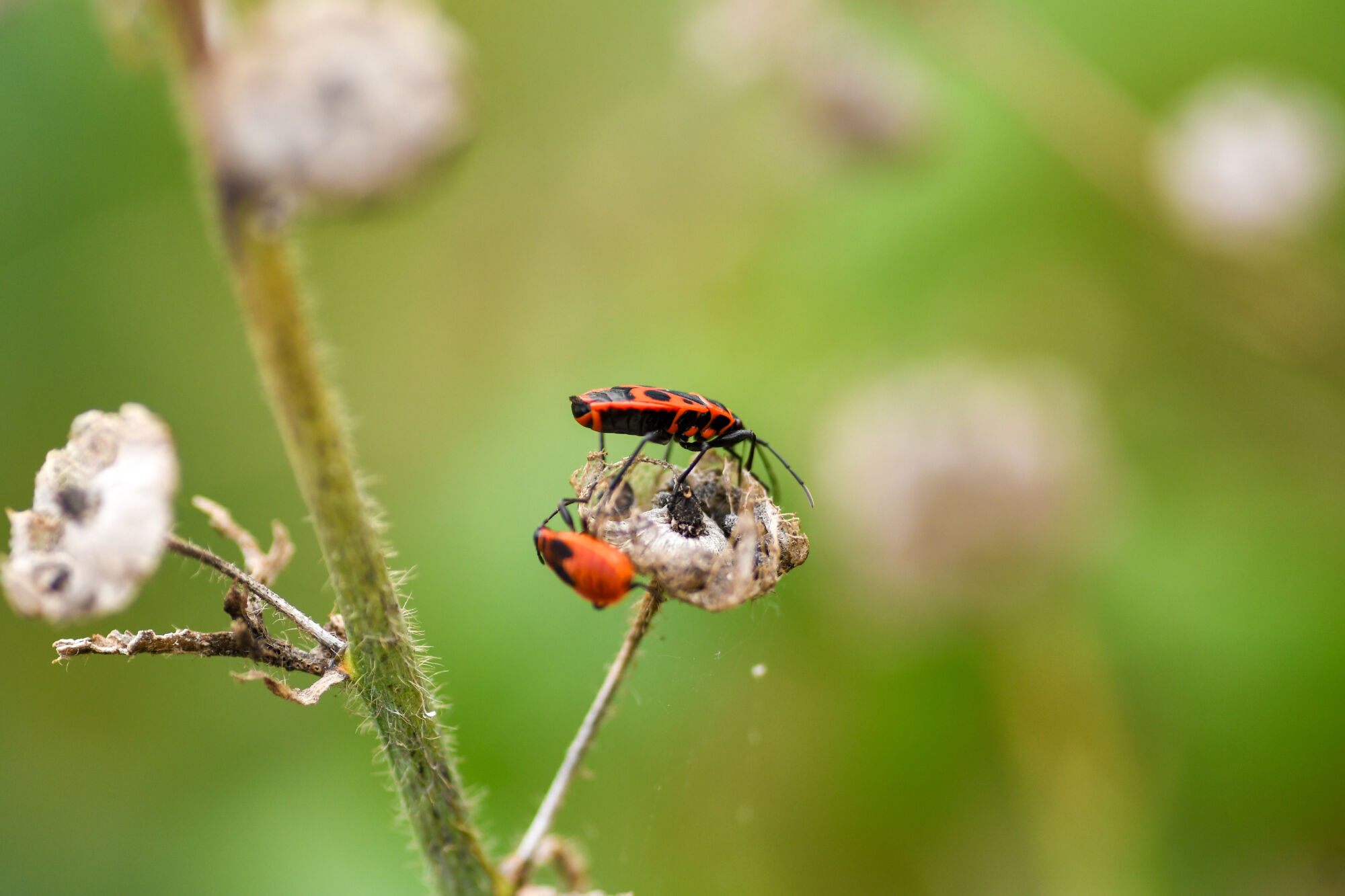 Twee rode vuurwantsen op een stengel met groene achtergrond.