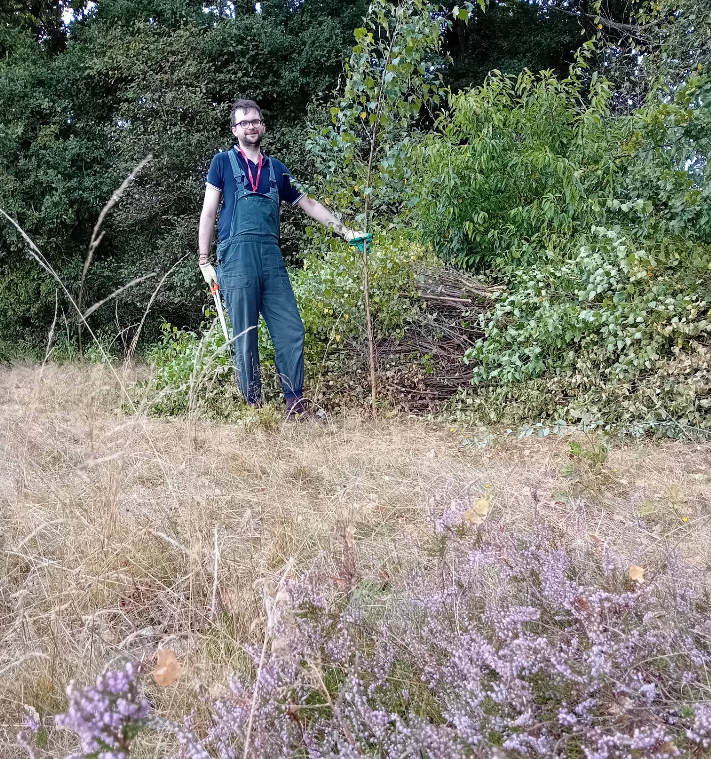 Man in overall knipt takken bij bosjes op droge grasvlakte, met paarse bloemen op de voorgrond.