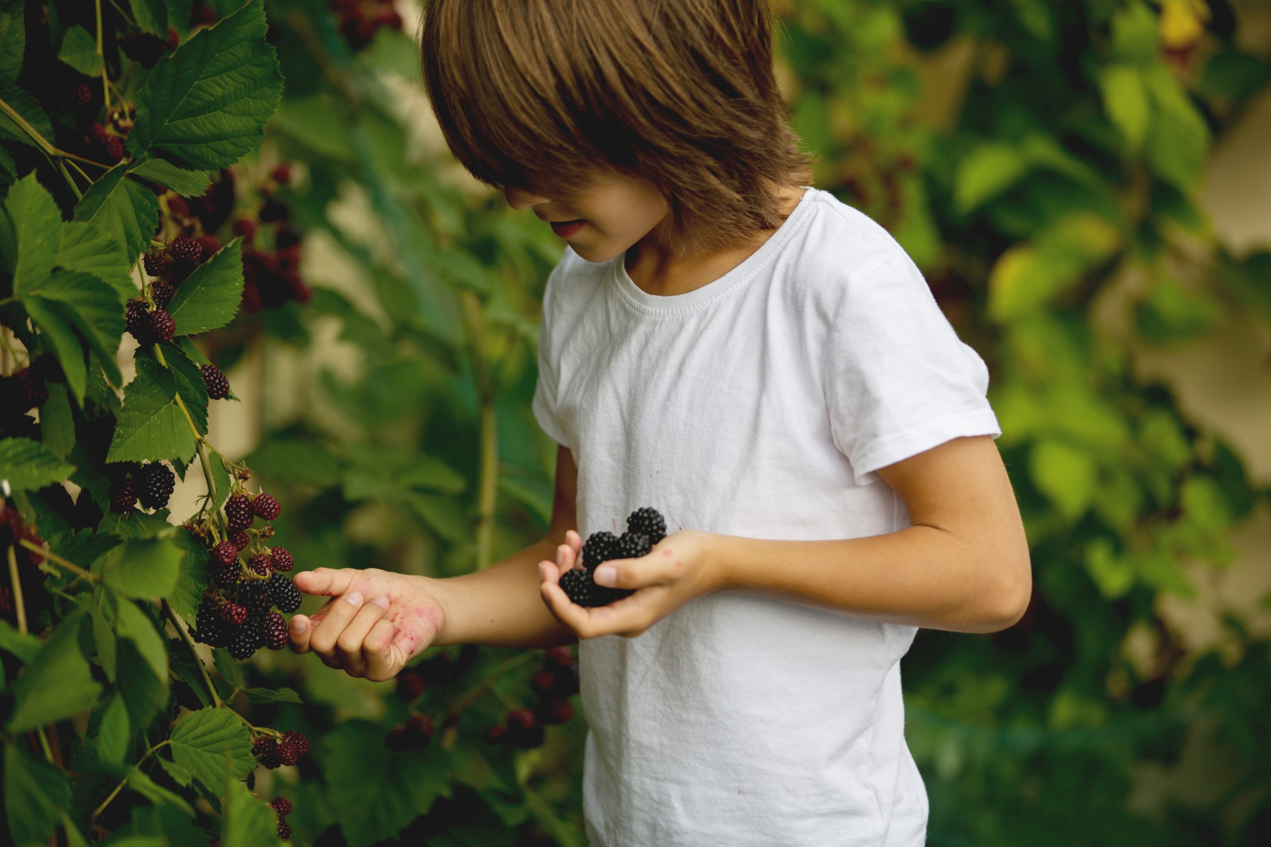 Jongen plukt bramen van struik in groene tuin, met bessen in zijn hand.