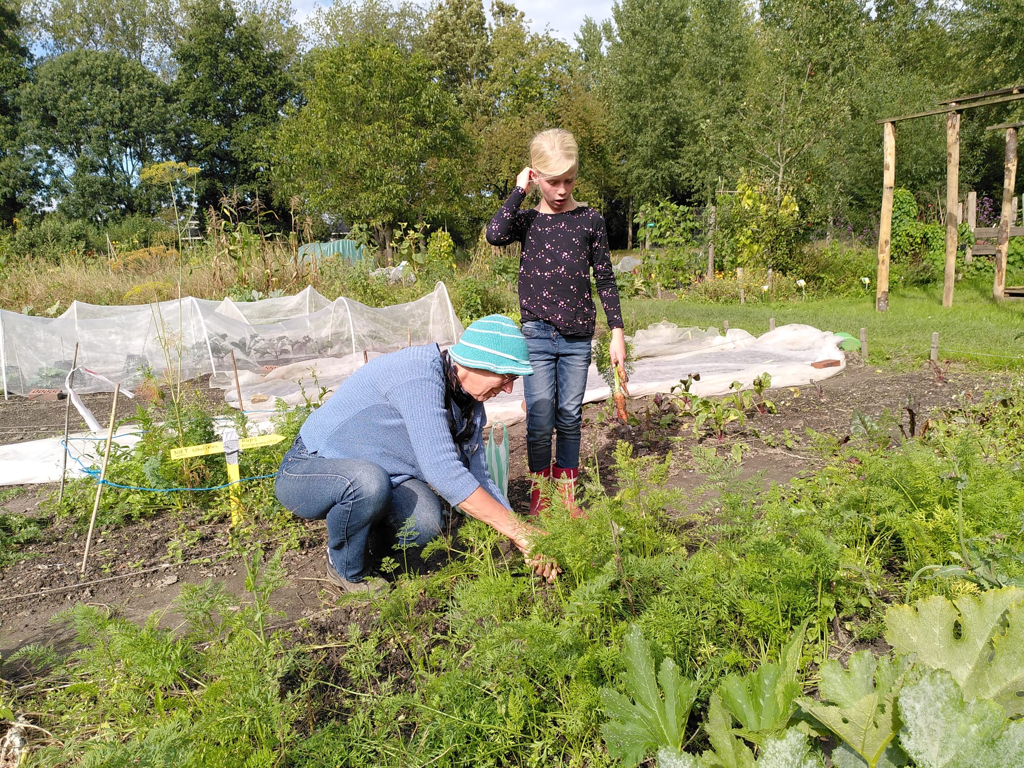 Twee mensen in een moestuin, bezig met het oogsten van wortels.