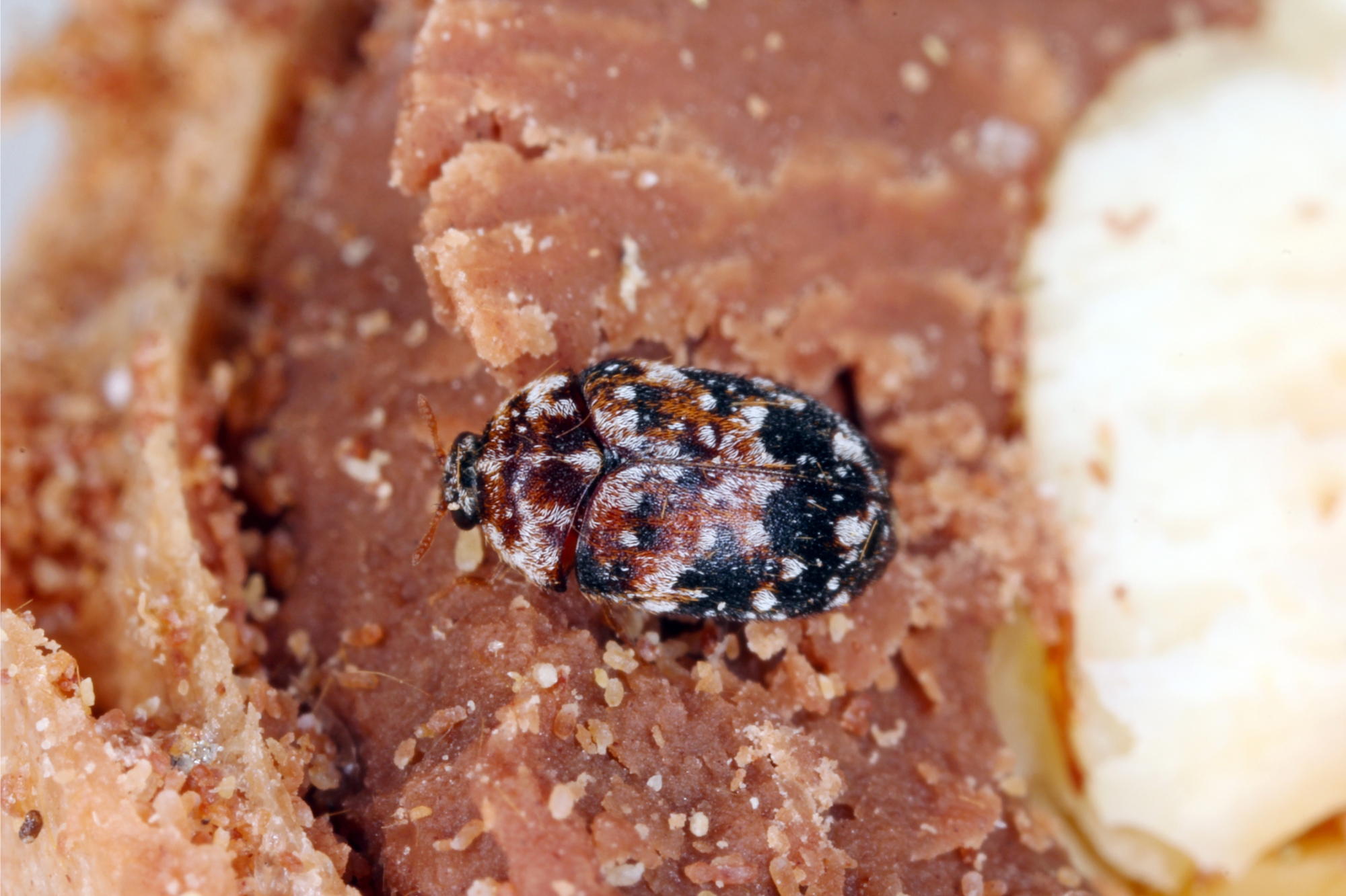Close-up van een veelkleurig tapijtkevertje op een kruimelige, bruine ondergrond.