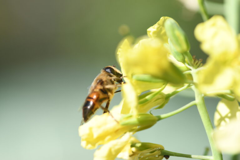 Bij op gele bloem, macro-opname met onscherpe groene achtergrond.