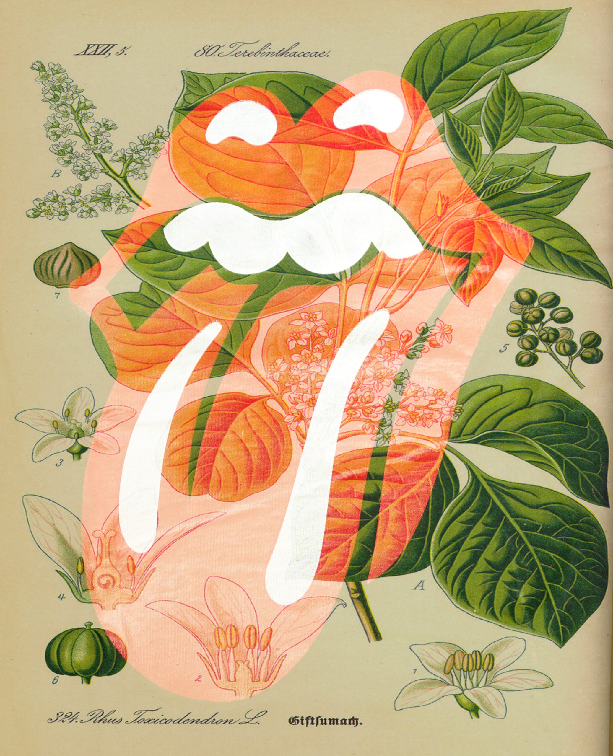 Botanische tekening van planten met een felgekleurde, cartoonachtige overlay van een gezicht.