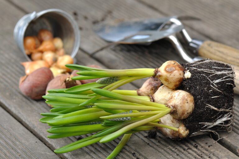 Bloembollen met groene scheuten, een omgevallen metalen pot en een tuinschep op houten planken.