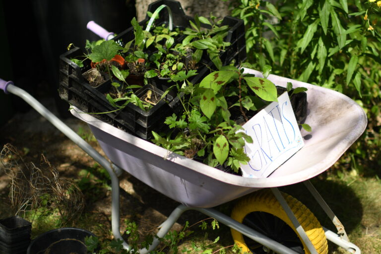 Kruiwagen met gratis plantjes in potten, omgeven door groen.