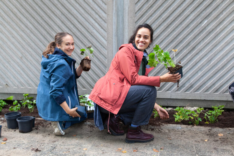 Twee mensen planten jonge planten in een tuin naast een betonnen muur.
