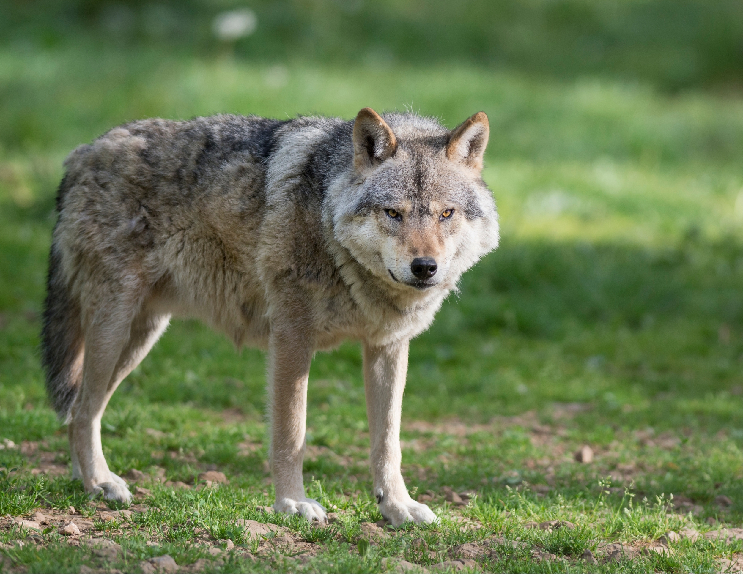 Nieuwe reeks gastlessen over de wolf - IVN