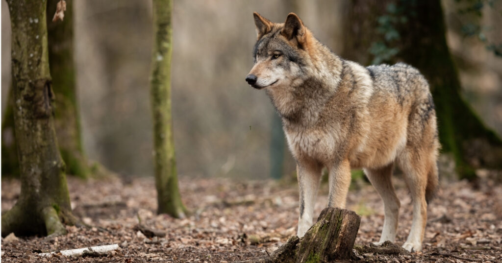 Wolf in een bos, staand op een bed van bladeren, omgeven door bomen.