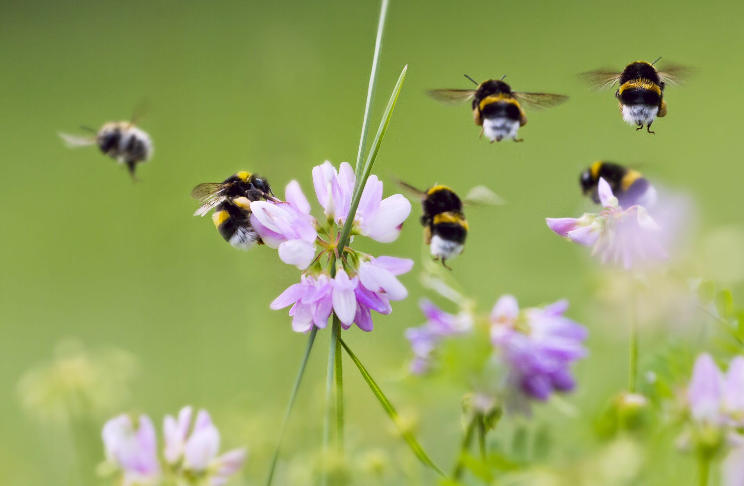 Bijen vliegen rond paarse bloemen tegen een groene achtergrond.