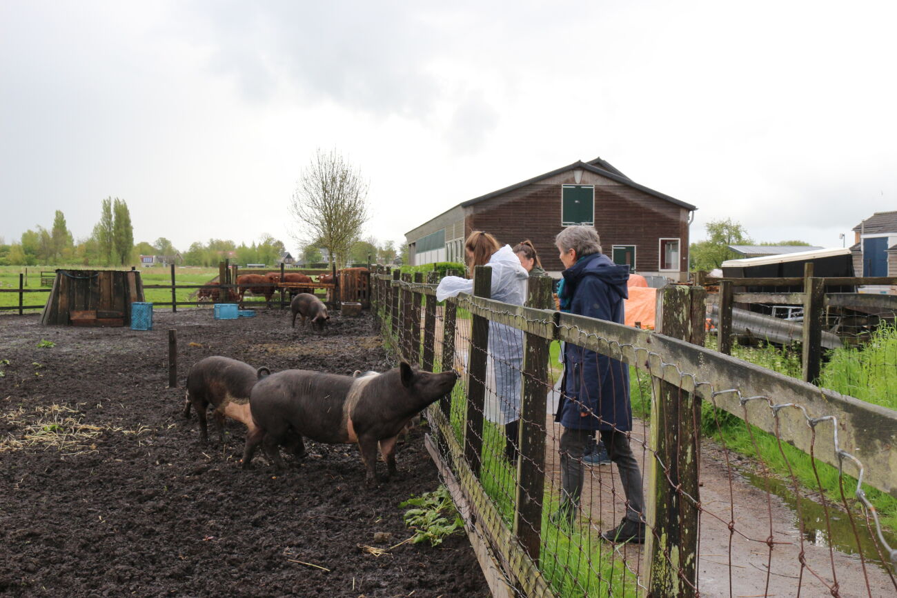 Personen bekijken zwarte varkens in een modderige omheining op een boerderij.