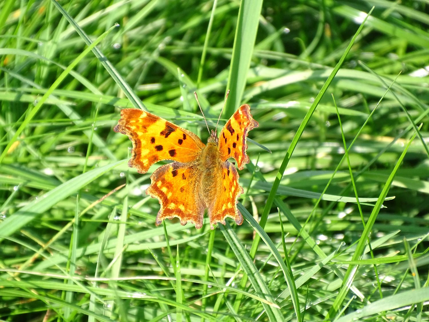 Oranje vlinder met zwarte vlekken rust op groen gras.