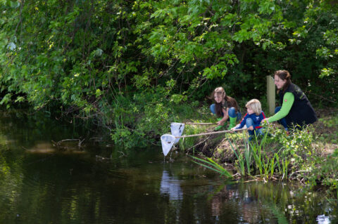 Drie mensen vangen waterdieren met netten aan de oever van een vijver in een groene omgeving.